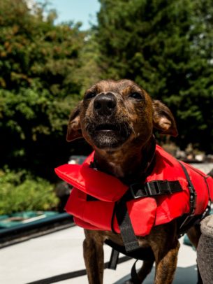 Boating with dogs